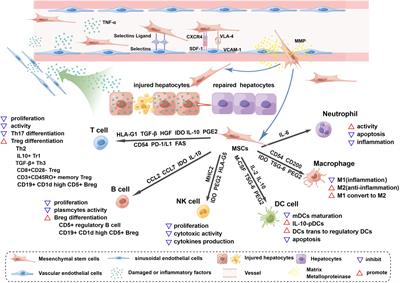 Isolation, culture, and delivery considerations for the use of mesenchymal stem cells in potential therapies for acute liver failure